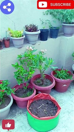 #terracegarden#beaitiful terrace garden view#gardening‪@naturalenvironment331‬