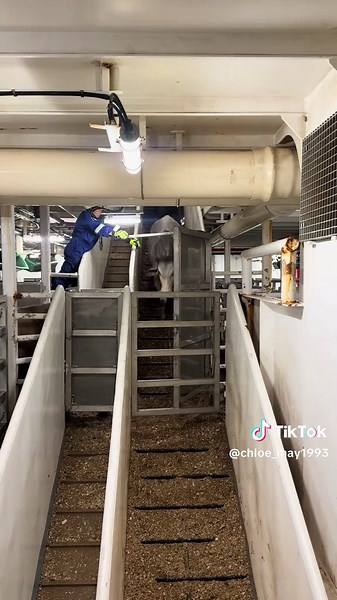 Nautical Loading Techniques for Live Export Ships