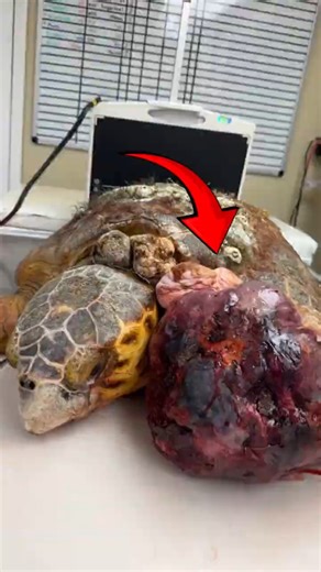 Sea Turtle With a Giant Tumor Gets a Second Chance 🐢❤️ #barnacles #turtle #sea #ocean #shorts