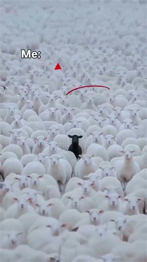 Ego Lifting is Optimal #gym