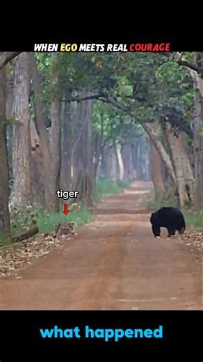 When Ego Meets Real Courage… The Tiger Runs #trending #animals #wildlife #bear #tiger #nature #short