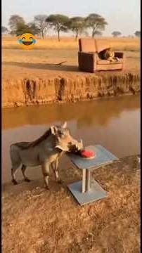 TOP Funny pig Moments That Made 2026 😂 Try Not To Laugh!