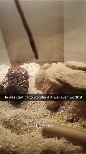 #funnyvideos #joke #Snake