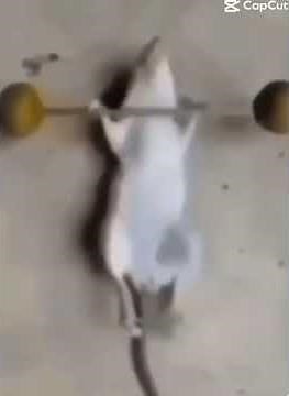 Mickey Mouse | it’s about drive, it’s about power #funny #mickeymouse #song #mouse