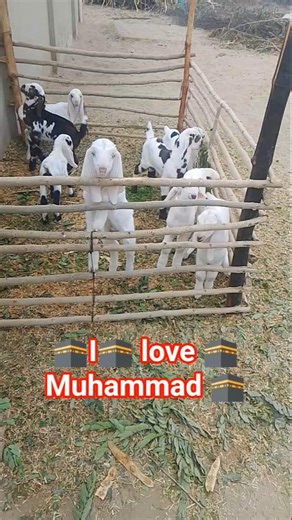 🕋I 🕋 love 🕋Muhammad 🕋🕋 trending video viral video