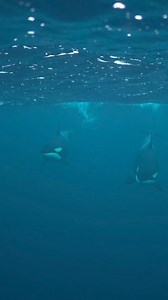 20K views · 906 reactions | 2 curious females coming in to check out the divers 朗 https://www.instagram.com/jeresssss?igsh=eDR1OXp3eDBuc3Nh | Orcas | Facebook