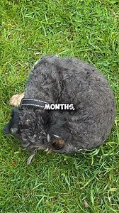 5.9K views · 37 reactions | How to Get Rid of Fleas in 3 Simple Steps #dogflea #dogtips #dogs | PetLab Co. | Facebook