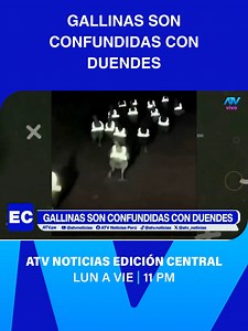 🐓✨ Ni duendes mágicos ni invasión alienígena. Una vecina llamó a la policía asustada por extrañas criaturas nocturnas, pero se llevó la sorpresa de su vida al descubrir la ingeniosa indumentaria de estas aves. #atv #atvnoticias #viral #gallinas #duende