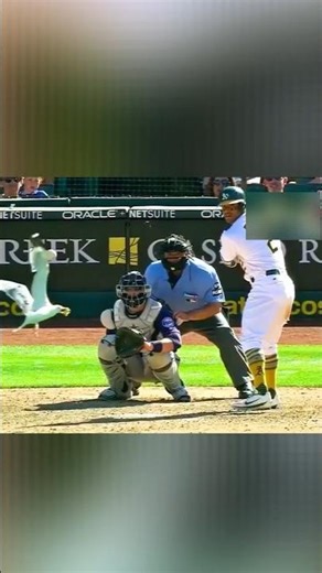 Wild MLB Animal Moments