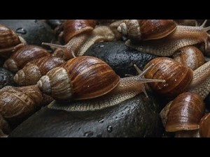 Snail Anatomy: Shell, Slime, and Reproduction, Explained Simply