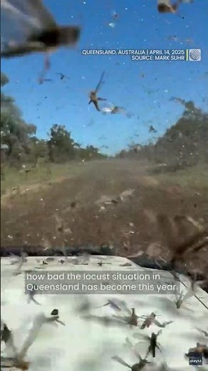 Massive locust swarm covers road in Queensland, Australia | #shorts #locust