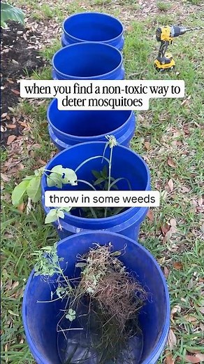 How to make quick and easy non toxic mosquito dunk buckets for summer. 🦟
