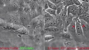 This video shows migrating cells imaged by phase contrast. Monolayers expressing full-length α-Catenin (left) displayed prominent protrusions with long filopodia, compared with cells expressing an α-Catenin with reduced PIP3-membrane binding ability (FLαCatKKR