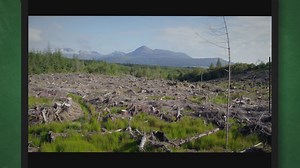 Are Florida Softshell Turtles Dangerous? A Complete Guide