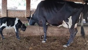 98K views · 1.7K reactions | ماشاءاللہ جی تھوڈی دیر پہلی بچہ دیا ے دوسرا سوا سوی ے قیمت / 335,000 ضلع سرگودھا جھاوریاں چک حیات پور محمد ڈیری فارم پر موجود چولستانی اور فریزین کراس ٹاپ کلاس گاے | مویشی منڈی Tv | Facebook