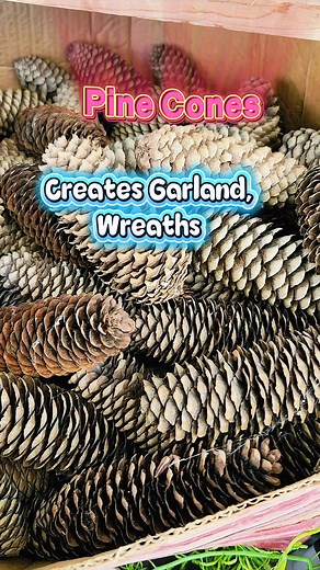 8 comments | Pine cones have many uses, from garden and craft projects to fire starting and cooking. They can be used as mulch, in decorations like wreaths and centerpieces, or as a fire starter. #pinecone #holidayseason #decorations #everyonehighlights #followerseveryonehighlights #followerseveryone #fyipシツ #followersreels | Jie Tolentino Schloegel | Facebook