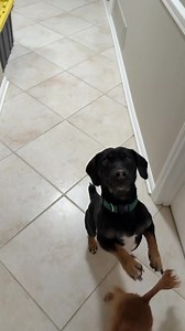 Did someone say dance???? Look at this silly boy! You can read all about Cookout below. He is looking for a bigger dog buddy also! https://www.adoptapet.com/pet/46864017-greensboro-north-carolina-dachshund-cattle-dog-mix | Doxie By Proxy Rescue, Inc.