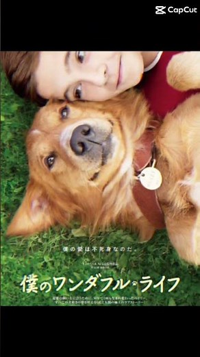 【映画紹介】僕のワンダフル・ライフ(原題：A Dog's Purpose)