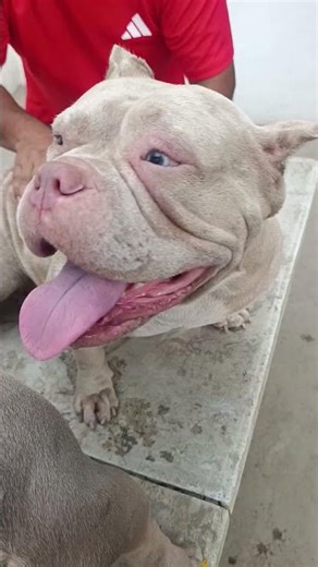 artificial insemination for dogs