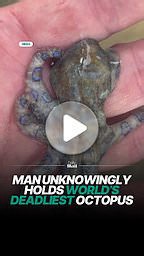 Man unknowingly handles highly venomous blue-ringed octopus