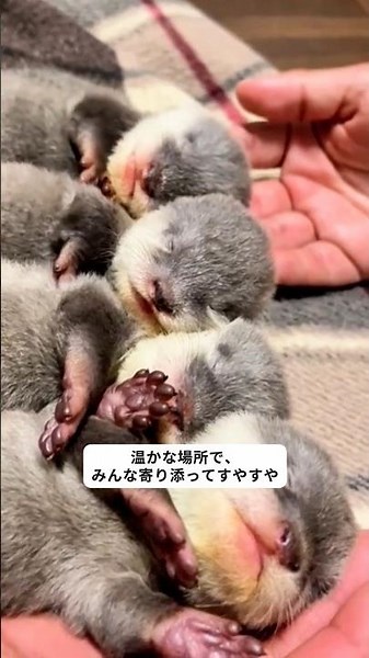 愛らしいカワウソ家族 #動物 #野生動物保護 #動物救助 #かわいい #カワウソ