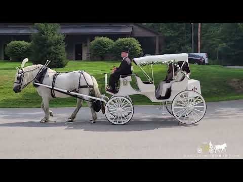 A classic get away after the wedding ceremony – Horse Drawn Carriage – Victorian Carriage 112