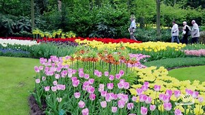 3.2K views · 29 reactions | See vibrant ribbons of floral farmland come into bloom during a 10-day journey through The Netherlands and Belgium. | Viking | Facebook