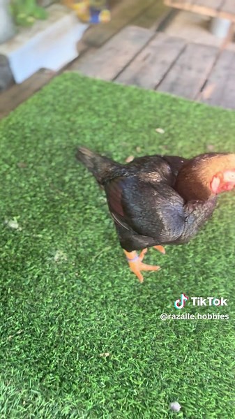 Understanding the Bantam Chicken Breeds