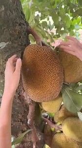 132K views · 499 reactions | If you’re a jackfruit newbie, the fruit can look a little bit intimidating, with its tough, spiky, green outer husk. But don’t be dissuaded—jackfruit can be mastered by cooks of all levels, and once you know what you’re doing, it’s super easy to prepare. ⁠ ⁠ Click here for what you need to know, plus 10 easy vegan recipe: https://vegnews.com/guide-to-jackfruit-vegan-recipes⁠ ️ @miamifruit | VegNews | Facebook