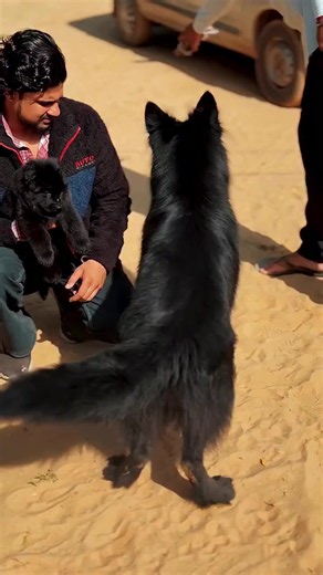 Black diamond German Shepherd: black-coated GSD traits and care