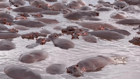clip-3992863987-bloat-hippopotamus-pond-africa