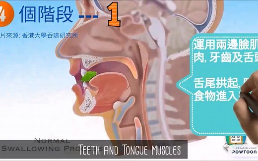 正常的吞咽过程 Normal swallowing process