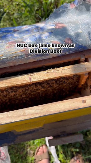 4.8K views · 104 reactions | NUC box (also known as Division Box) —...