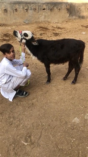 World Smallest cow that can be growing in farm 1-2 Feet tall