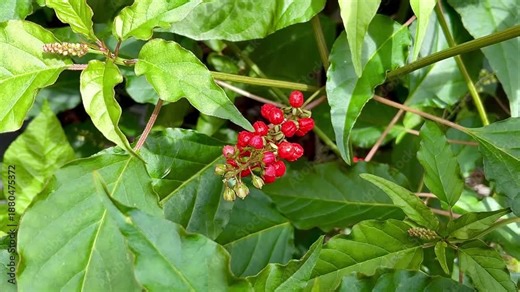 Rivina humilis (bloodberry rougeplant, Pigeonberry). It is a flowering plant in the Petiveriaceae family, usually used as a dye and wound medicine.