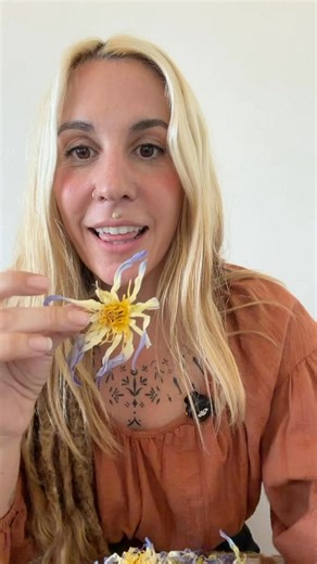 Most of what’s sold as “Egyptian blue lotus” isn’t actually the true Egyptian blue lotus. The real one is Nymphaea caerulea the sacred water lily of the Nile, long associated with intuition and the dream space. After years of seeing it mislabeled on the market, we were finally able to source authentic Nymphaea caerulea this past year and it’s the only variety we work with. Launching soon. Follow along for more! #bluelotus#egyptianbluelotus#urthblum#reels#lotus | Urth Blum