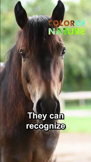 What Horses Can Do Will Amaze You!