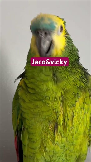 Freshly bathed parrots #parrot #birds #talkingparot #funny #pets #cute