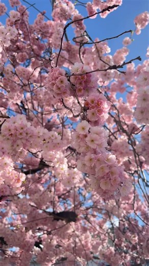 Cherry blossom. 🌸🌸#cherryblossom #beautiful #spring #springseason #sunnyday