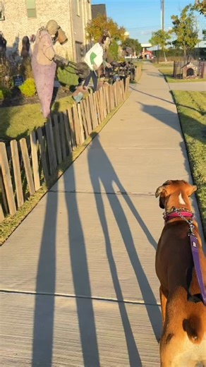 Bravest boxer on the block… until the statue growled 😅 #spookyseason #boxerdog #boxerpuppy #boxersofinstagram #familypet #familydog #guarddog #boxergram | Grand Lake Boxers