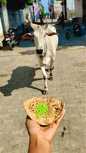 Unlikely friends: a Calf and a Golden Retriever Share Biscuits! 🐶🐮 #shorts #youtubeshorts #calf #dog