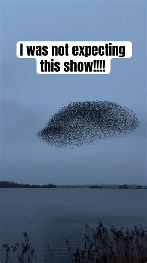 I was not expecting this show: #birds #shorts #nature #murmuration
