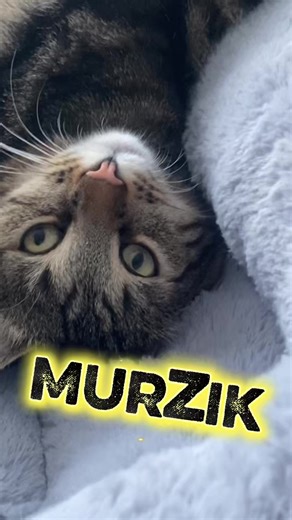 Vidéos de musya_top0405 (@musya_top0405) avec Funny Cat - Cassiopeia