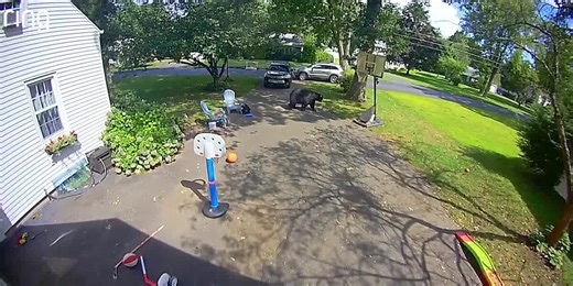 Family has sudden encounter with bear while playing in their yard