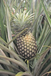 What Does It Mean If My Pineapple Leaves Are Turning Yellow?