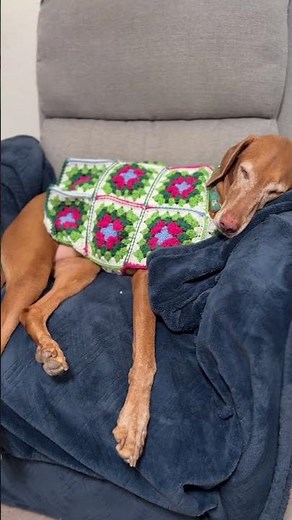 Proof that your Dog loves her sweater! 😴 #crochet