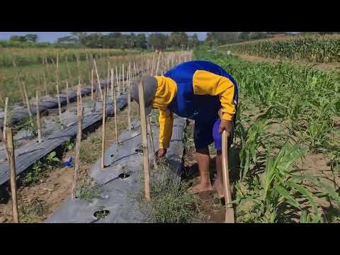 Smart Farming Techniques How to Clear Field Weeds Using a Hoe — Agriculture Farming