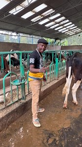 #dairyfarming #trendingvideo #trending #kziggyfarm #cows