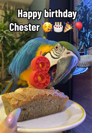 It’s Chester‘s birthday today. He’s 8 years old now 🥳🙌🏻🎂🎉🎈 . . ##macaw##parrot##pet##petbirthday##cute