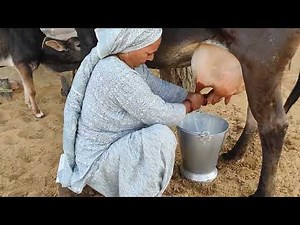 How to Learn Milking by Hands (Cow) | Traditional Hand Milking Method 2026